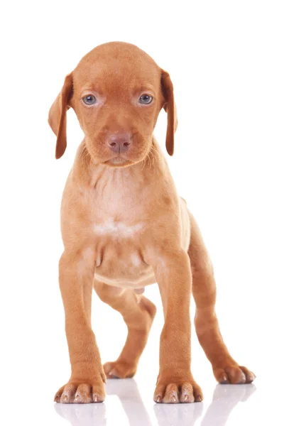 Cute hungarian viszla puppy dog standing — Stock Photo, Image