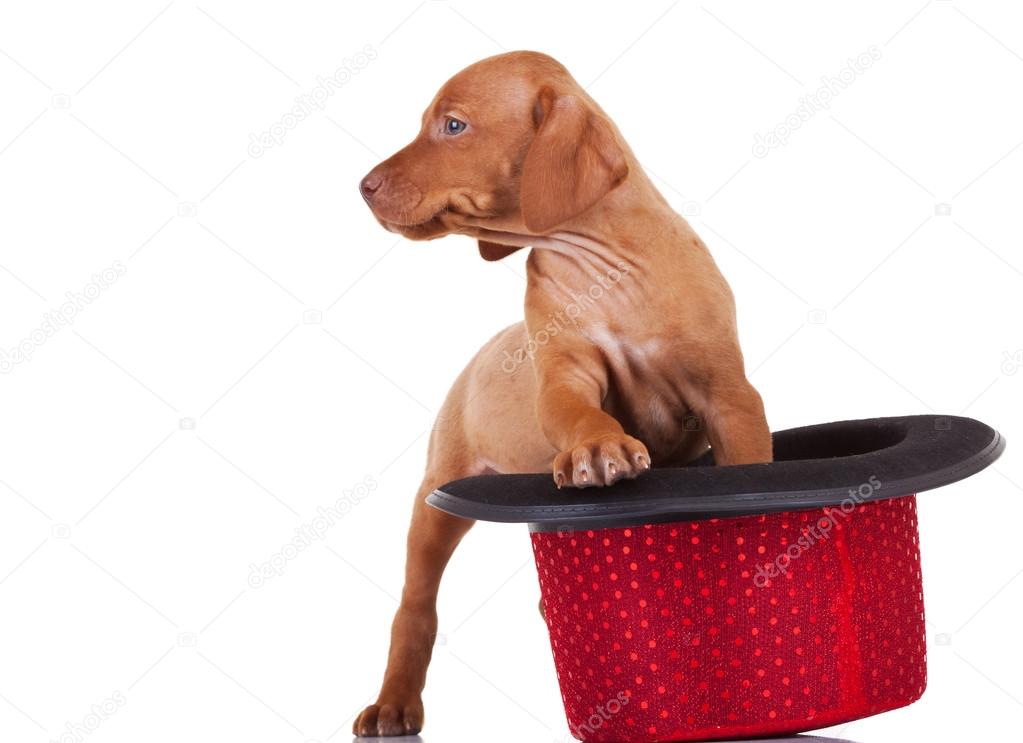 viszla puppy dog standing in a red show hat