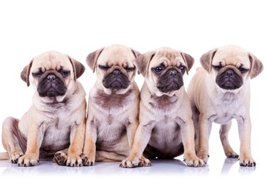 sıkılmış dört yavru köpekleri mops