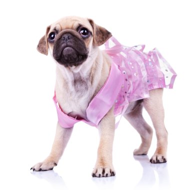 pembe elbise sevimli pug yavrusu
