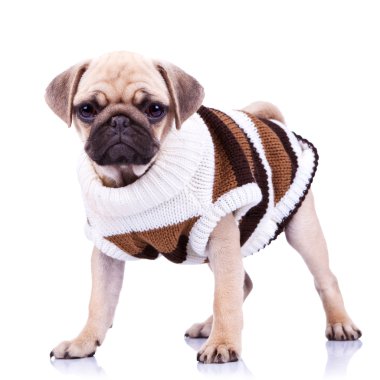 köpek giyim eşyası ayakta mops