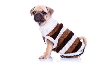 küçük yavru köpek giyim eşyası mops