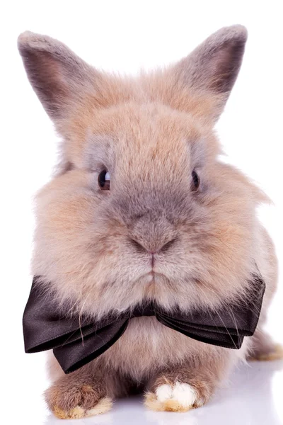 Entzückendes Kaninchen mit Fliege — Stockfoto