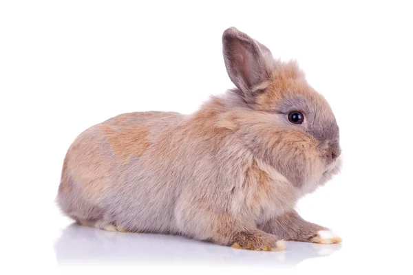 Conejito marrón esponjoso — Foto de Stock