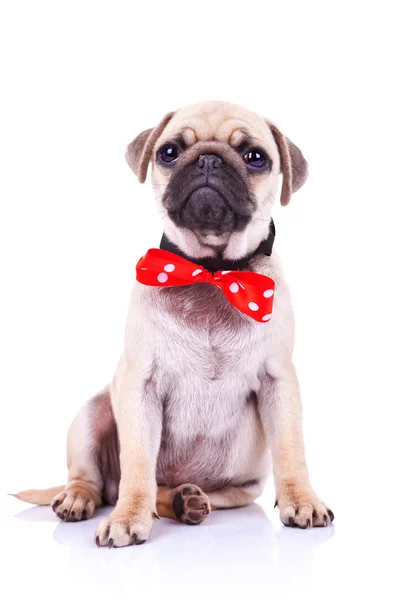Мопс цуценя собака з червоною пов'язкою — стокове фото