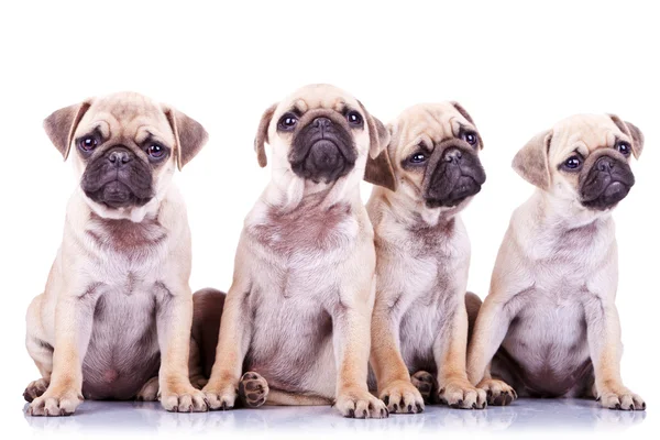 Quatro preciosos cachorros pug — Fotografia de Stock