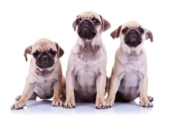 Three adorable mops puppies — Stock Photo, Image