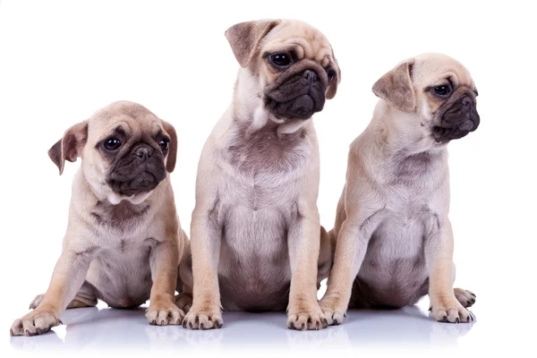 Drie zittende pug puppy honden — Stockfoto