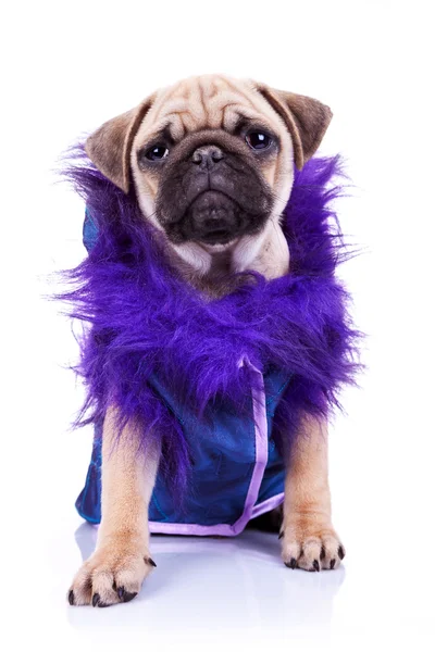 Pug vestido olhando para a câmera — Fotografia de Stock