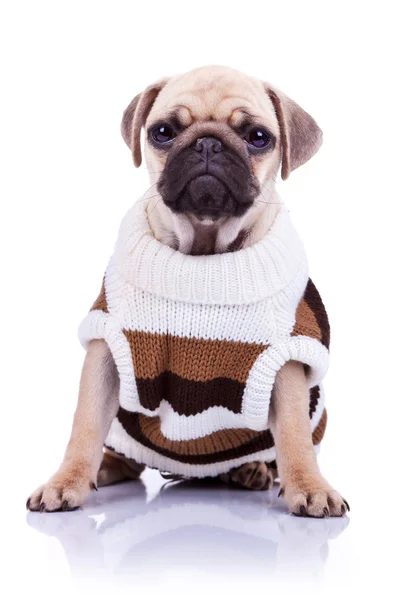 Cane cucciolo vestito seduto — Foto Stock