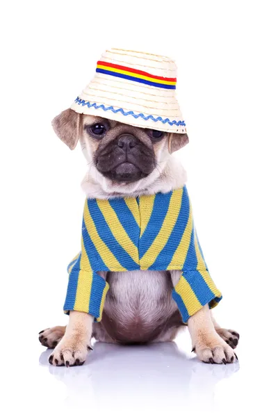 狗坐穿的衣服和帽子 — 图库照片