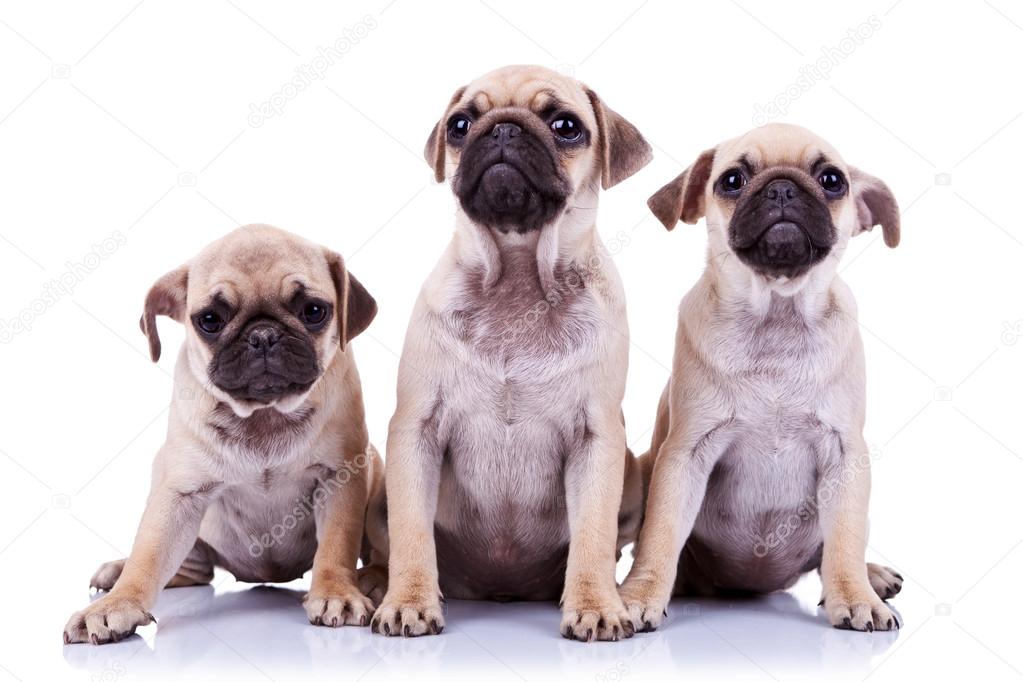 three adorable mops puppies