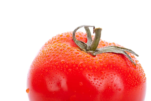 Świeżego pomidora posypane — Zdjęcie stockowe