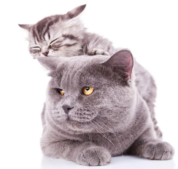 Kitten taking nap on adult — Stock Photo, Image