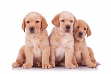 oturan üç labrador retriever köpek yavrusu köpek