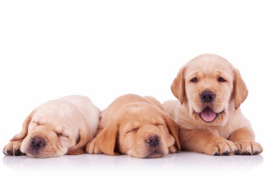 üç sevimli labrador retriever köpek yavrusu köpek