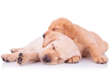 uyuyan iki sevimli labrador retriever köpek yavrusu köpek