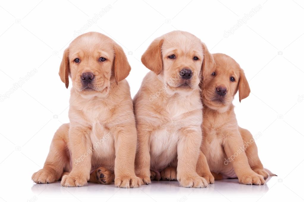 three labrador retriever puppy dogs sitting