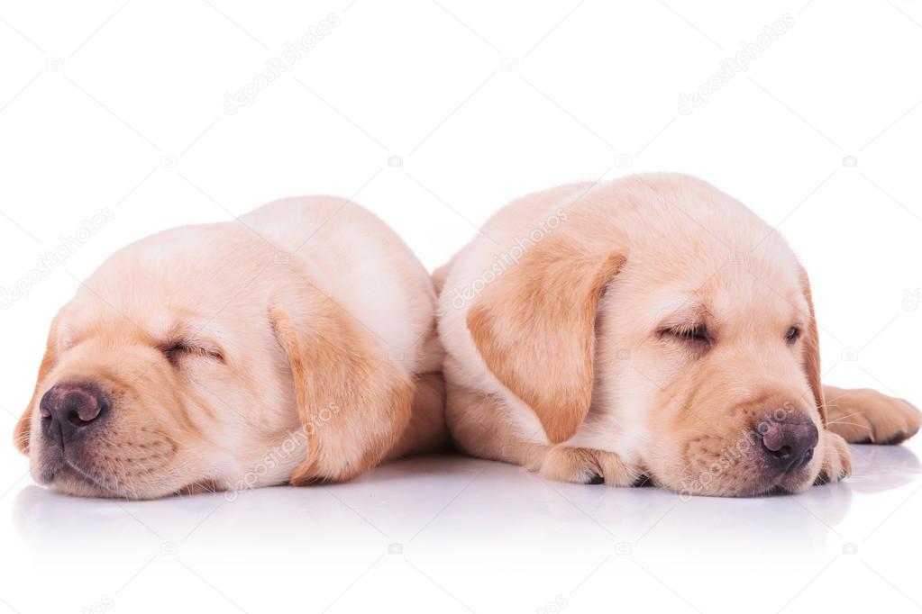 two adorable labrador retriever puppy dogs sleeping