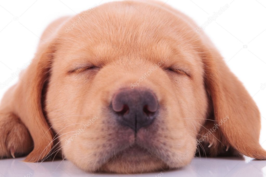 head of a sleeping labrador retriever puppy dog