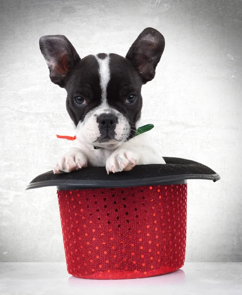 Cão de cachorro buldogue francês em um chapéu de show vermelho — Fotografia de Stock