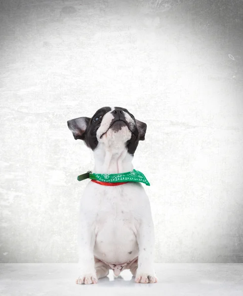 Curious seated french bulldog puppy dog looking up — Stock Photo, Image