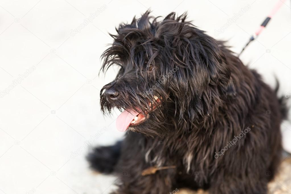 panting black long haired dog