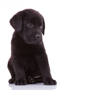 utangaç labrador retriever köpek yavrusu