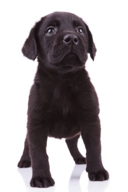 labrador retriever yavru köpek arıyorum
