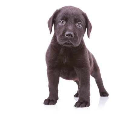Siyah labrador retriever ayakta uyar