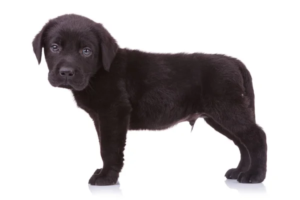 Χαριτωμένο μαύρο λαμπραντόρ κουτάβι σκυλί Κοιτάζοντας την κάμερα — Φωτογραφία Αρχείου