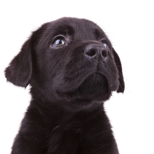 Labrador retriever cachorro cão olhando para cima — Fotografia de Stock