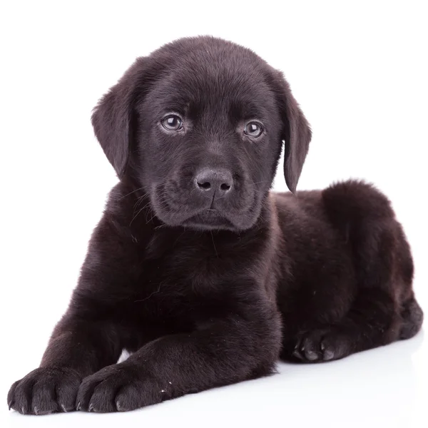 Black labrador retriever puppy dog lying down — Stock Photo, Image