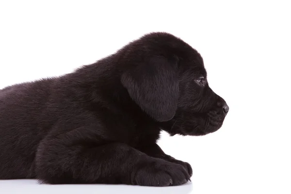 Labrador retriever szczeniak szuka bardzo zmęczony — Zdjęcie stockowe