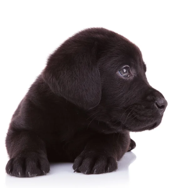 Labrador retriever puppy dog looking at something — стоковое фото