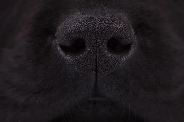 Nos černý Labradorský retrívr štěně psa — Stock fotografie