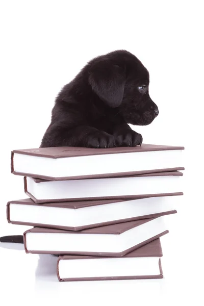 Labrador retriever de pé com as patas em uma pilha de livros — Fotografia de Stock