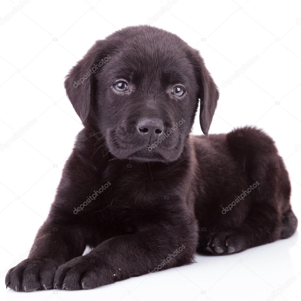 labrador retriever small
