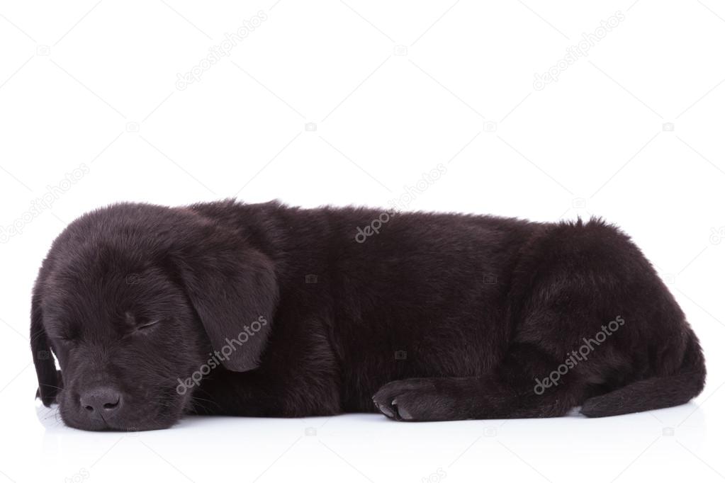 side view of a cute black labrador retriever sleeping