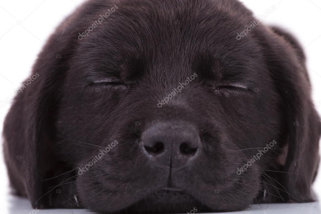 labrador retriever puppy dog sleeping