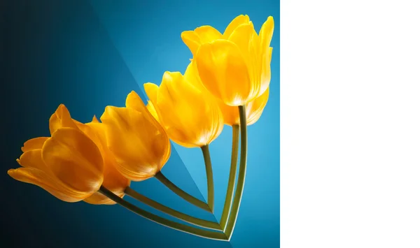 Blomma kärlek kort gjort av vackra gula tulpaner — Stockfoto