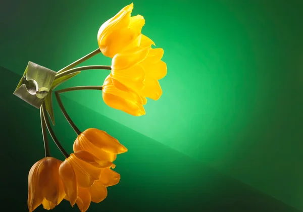 Three yellow tulips with reflexion on a table — Stock Photo, Image