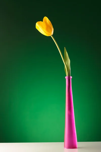 Beautiful yellow tulip in a pink vase — Stock Photo, Image