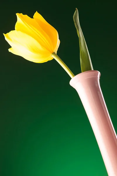 Picture from bellow of a fresh yellow tulip — Stock Photo, Image