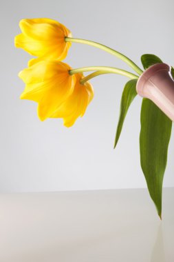 bir vazoda üç Sarı laleler