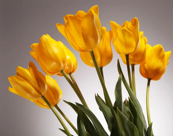 Beautiful yellow tulips bouquet — Stock Photo, Image