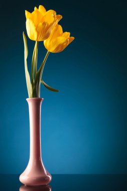 bir mor vazoda üç taze Sarı laleler