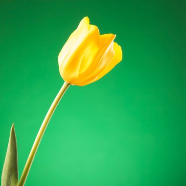 kafası güzel bir Sarı Lale