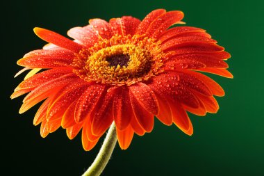 closeup damla portakal gerbera