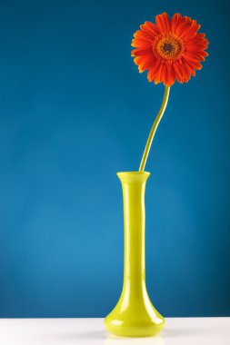Vazoda sarı turuncu gerbera